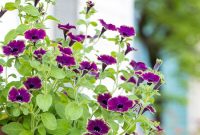 Supertunia Picasso Burgundy and Mojave Tangerine Portulaca Care & Tips