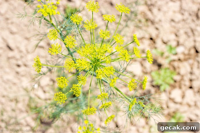 Fresh Dill for Dill Pickles