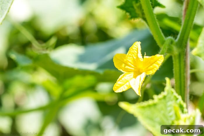 Green Gardening