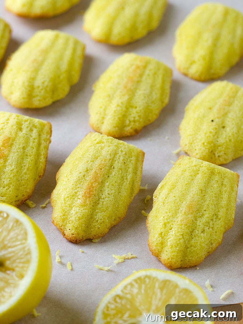 hocolate Dipped Madeleines